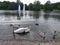 White swan and gray swans in a pond in a park