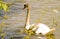 White swan on the green water of a lake, profile of big aquatic bird swimming, background of wild animal