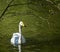 White swan on the green water pond under the tree brunches