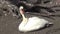 White swan on the ground