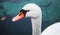 White swan head, closeup bird portrait