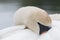 A white swan head shot