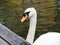 White swan at a lake