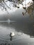 White swan in the lake