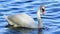 White Swan on Lake