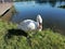 White Swan on the lake.