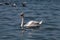 A white swan on a lake