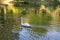 White swan on lake in Arberotum