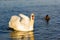 White swan on lake background. Wildlife in Austria