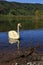 White Swan lake California