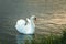 White swan on lake at dawn