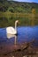 White swan lake ducks reflection