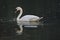 White swan on lake feeding and making ripples in the water