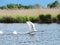 White swan in lake, Lithuania