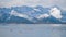 White Swan in Lake Mountains Landscape. Swans in the winter Iceland.