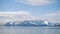 White Swan in Lake Mountains Landscape. Swans in the winter Iceland.