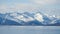 White Swan in Lake Mountains Landscape. Swans in the winter Iceland.