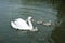 White Swan on the lake with nestlings
