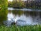 White swan on a lake in public park displaying its wings