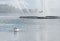 The White Swan on lake whith flying bird, fountain in the background, summer Kazan, Tatarstan
