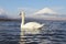 White Swan of Lake Yamanaka with Mt. Fuji