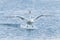 White Swan Landing on Water