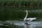 White swan lands on the water surface after flight