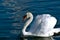White Swan lazily swimming by on calm water