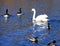 White swan, mallards and ruddy ducks on blue lake waters