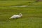 White swan in the marshland - cygnus