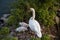 White swan mother and her swans in the nest. Wild nature birds