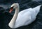 White Swan Mute Swan