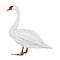 White swan mute. White swans Cygnus olor stands on its paws.
