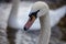 A white swan with natural dripping water from mouth, natural and elegant