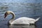 White Swan in nature in sunny summer day