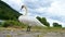 White swan is next to the river Moselle, water birds, wildlife animals at the Moselle Valley