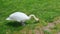 A white swan nibbles on a green meadow. Wild birds and animals. Beautiful noble bird.