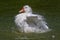 White swan with open wings on a lake. Large waterfowl. Wild Fauna.