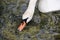 White swan with orange beeak in Canada marshland