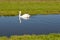 White swan paddling in a small stream