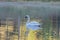 White swan at Pang Ung, Mae Hong Son province, Thailand