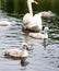 White swan parents wit little cute grey chicks