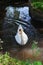 White swan in the park in Leeds Castle