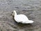 The white swan passes water through its wings and feathers and plunged headlong to wash
