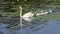 White swan in a pond