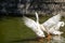 White swan in a pond flaps its wings, showing its large wingspan in a park