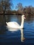 White swan on a pond late in Autumn or Winter on a bright day