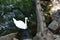 White swan on the pond near the rocky shore. Circles on the water, a tree with growths on the shore of a green lake.