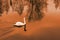 White Swan on the pond at sunset