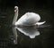 White Swan posing for a portrait